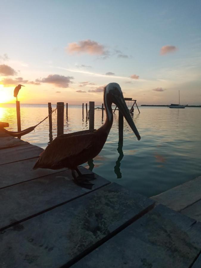 Amanda'S Place Green Studio - Pool And Tropical Garden Caye Caulker Luaran gambar